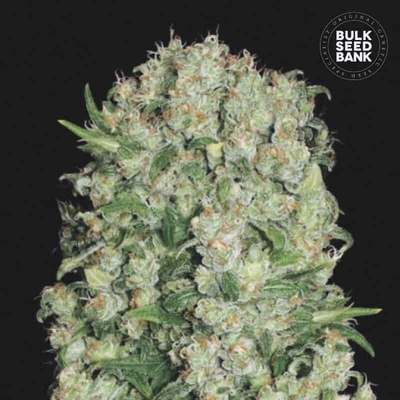 Bulk Seed Bank White Prussian semena neobsahují THC 10 ks
