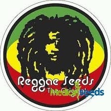 Reggae Seeds Sra. Amparo semena neobsahují THC 3 ks