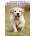 Ultimate Guide to Raising a Puppy | Victoria Stilwell