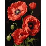 Qbee Paint by numbers - Red Poppies 40x50cm