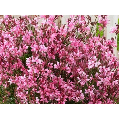 Gaura lindheimerova Baby Butterfly Dark Pink