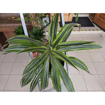 PlantBros flower Dracaena fragrans ‘Lemon Lime’