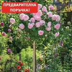 David Austin® Щамбова Роза Olivia Rose Austin - David Austin®