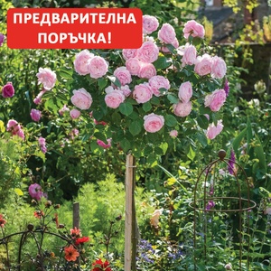 David Austin® Щамбова Роза Olivia Rose Austin - David Austin®
