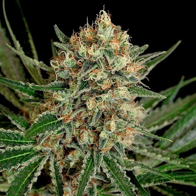 Genehtik Txerri Bilbo Haze semienka neobsahujú THC 25 ks