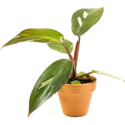 Gardners Philodendron Pink Princess, průměr 6 cm Filodendron