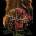 Stills - Without Feathers CD