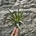 Tillandsia abdita