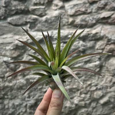Tillandsia abdita