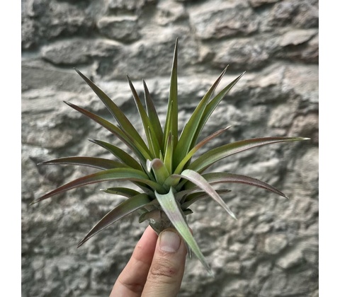Tillandsia abdita