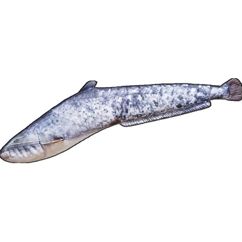 Gaby Plyšová Ryba Sumec Malý 62cm