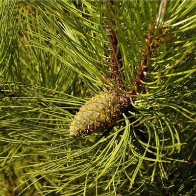 Borovice černá - Pinus nigra - prodej semen - 4 ks