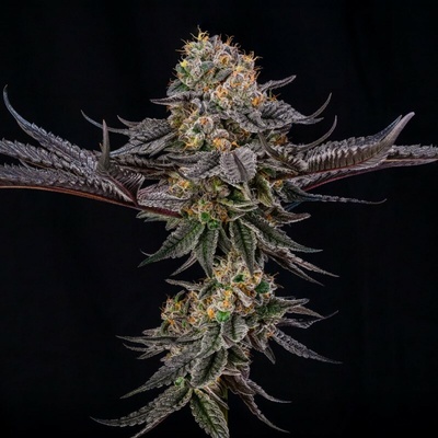 Silent Seeds King of Kings semienka neobsahujú THC 3 ks