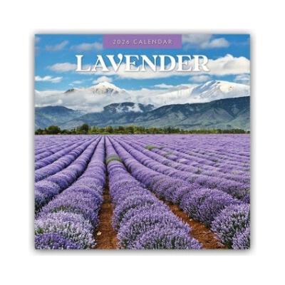Lavender Lavendel 16-Monats 2026