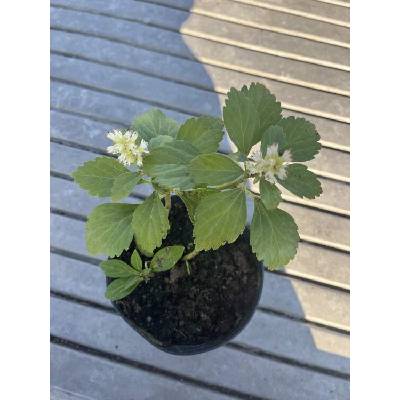 Tlustonitník klasnatý (Pachysandra terminalis)