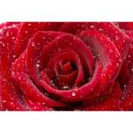 DIMEX ART Флизелинов фототапет червена роза 375 x 250 см