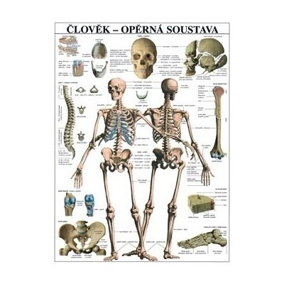 Oporná sústava - plagát