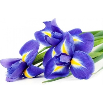 DIMEX ART s. r. o Флизелинов фототапет ирис 375 x 250 см