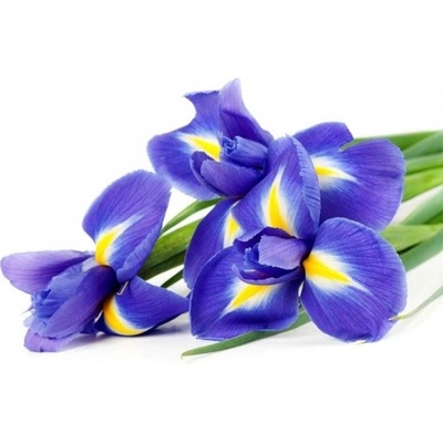 DIMEX ART Флизелинов фототапет ирис 375 x 250 см