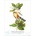 Принт Mangrove Cuckoo, Джон Джеймс Одюбон - репродукция (Print1048)