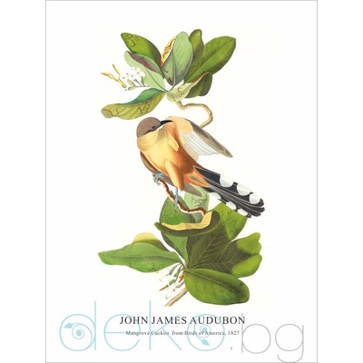 Принт Mangrove Cuckoo, Джон Джеймс Одюбон - репродукция (Print1048)
