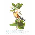  Принт Mangrove Cuckoo, Джон Джеймс Одюбон - репродукция (Print1048)