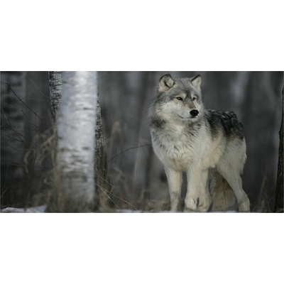 Foto obraz fotografie na skle sivý vlk 100x50 cm