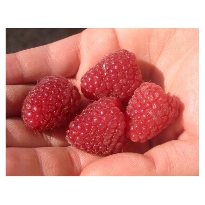 Malina POLKA viackrát rodiaca kontajner 11cm