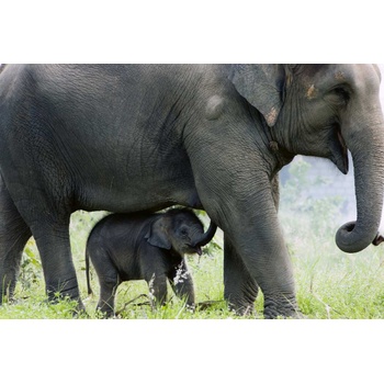 DIMEX ART s. r. o Флизелинов фототапет слон с бебе 375 x 250 см