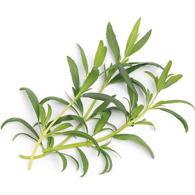 Veritable Вложка за семена Lingot необичайни билки органичен исоп (VLIN-O10-Hys03A)