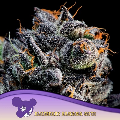 Anesia Seeds AUTO Blueberry Banana semena neobsahují THC 5 ks
