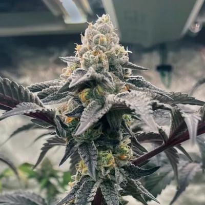 Trilogene Seeds Hasbulla semienka neobsahujú THC 5 ks