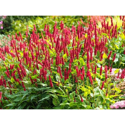 Horčiak JS Caliente - Persicaria amplexicaulis, kont. 1 l