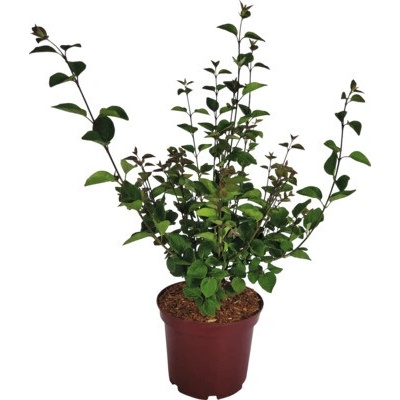 Orgován zakrpatený vonný Syringa 'Tinkerbelle' výška 30-40 cm kvetináč 3 l