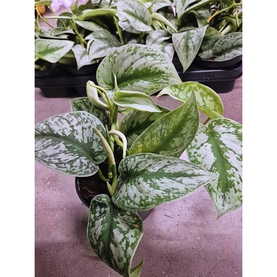 SCINDAPSUS Trebie 12/30cm