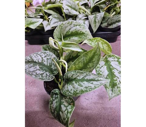 SCINDAPSUS Trebie 12/30cm