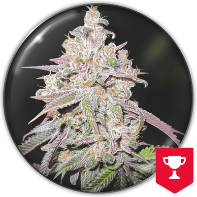 Medical Seeds Co. Mendocino Chanel Kush semienka neobsahujú THC 3 ks
