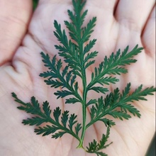 Herbarium Projekt PALINA ročná Artemisia annua vňať 30 g