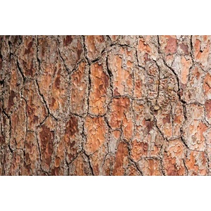 DIMEX ART Флизелинов фототапет детайли за дърво 375 x 250 см