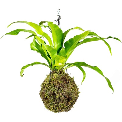 Gardners Kokedama Asplenium Nidus (L) Sleziník, Ptačí hnízdo 1 ks