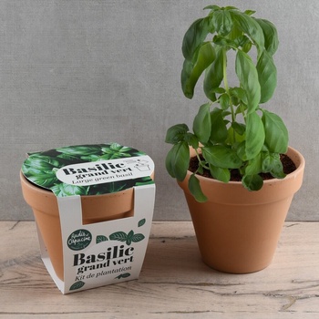 Radis et Capucine Органичен голям зелен босилек в теракотена саксия Антик 13см (pf140899)