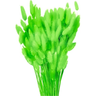 Sušený lagurus světle zelený 80 g