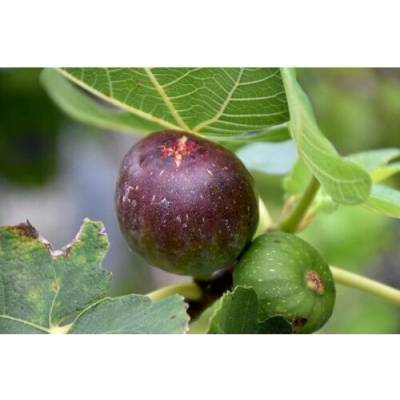 Figovník obyčajný (Ficus carica) ‘NOIRE DE CAROMB’ – výška 40–60 cm, kont. C2L