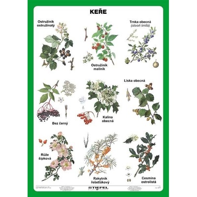 Keře - tabulka A5