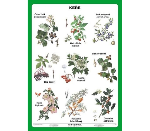 Keře - tabulka A5