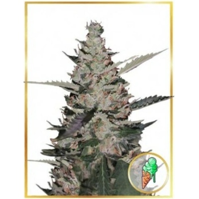Mr. Hide Seeds AUTO Gelato Ice semena neobsahují THC 5 ks