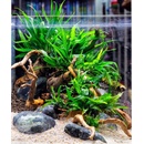 Microsorum mini