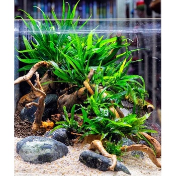 Microsorum mini