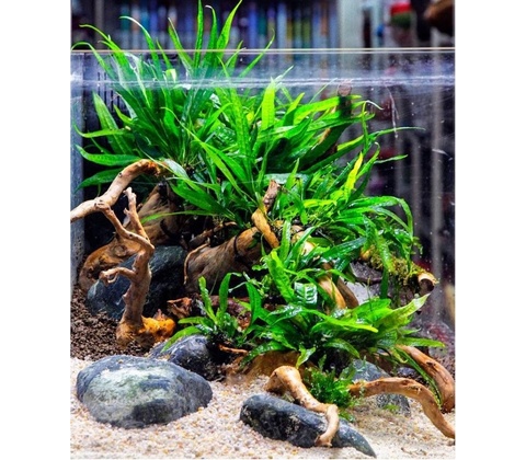 Microsorum mini