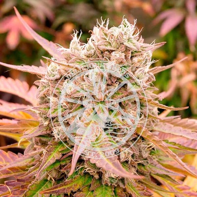 Delicious Seeds Dark Lemonade Auto semienka neobsahujú THC 100 ks